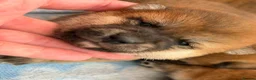 Japanese Shiba Inu dogs for sale: Japanese Shiba Inu Puppies Parents Health Tested - Advert 6