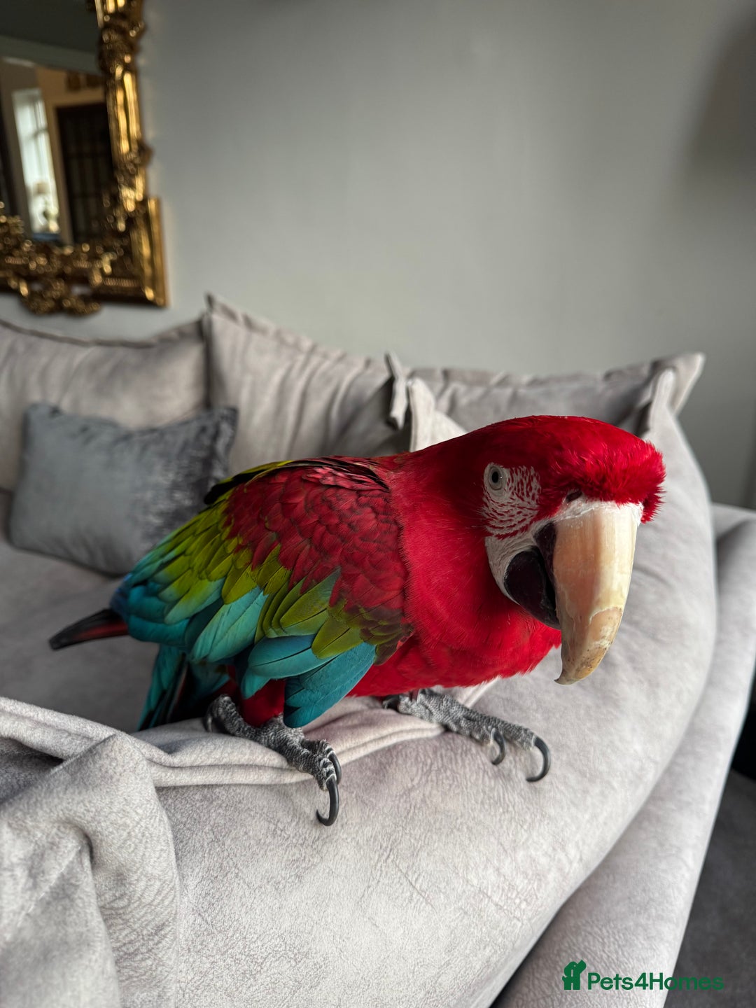 Macaws birds for sale: Tame&Talking Greenwing Macaw - Advert 8
