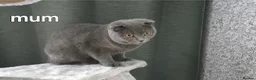 Scottish Fold cats for sale: 1 Boy, most sweet ever  ❤️  - Advert 8