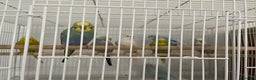 Budgerigars birds for sale: Budgies  - Advert 1