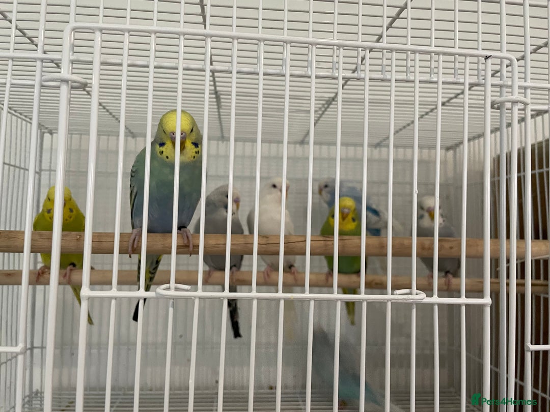 Budgerigars birds for sale: Budgies  - Advert 1