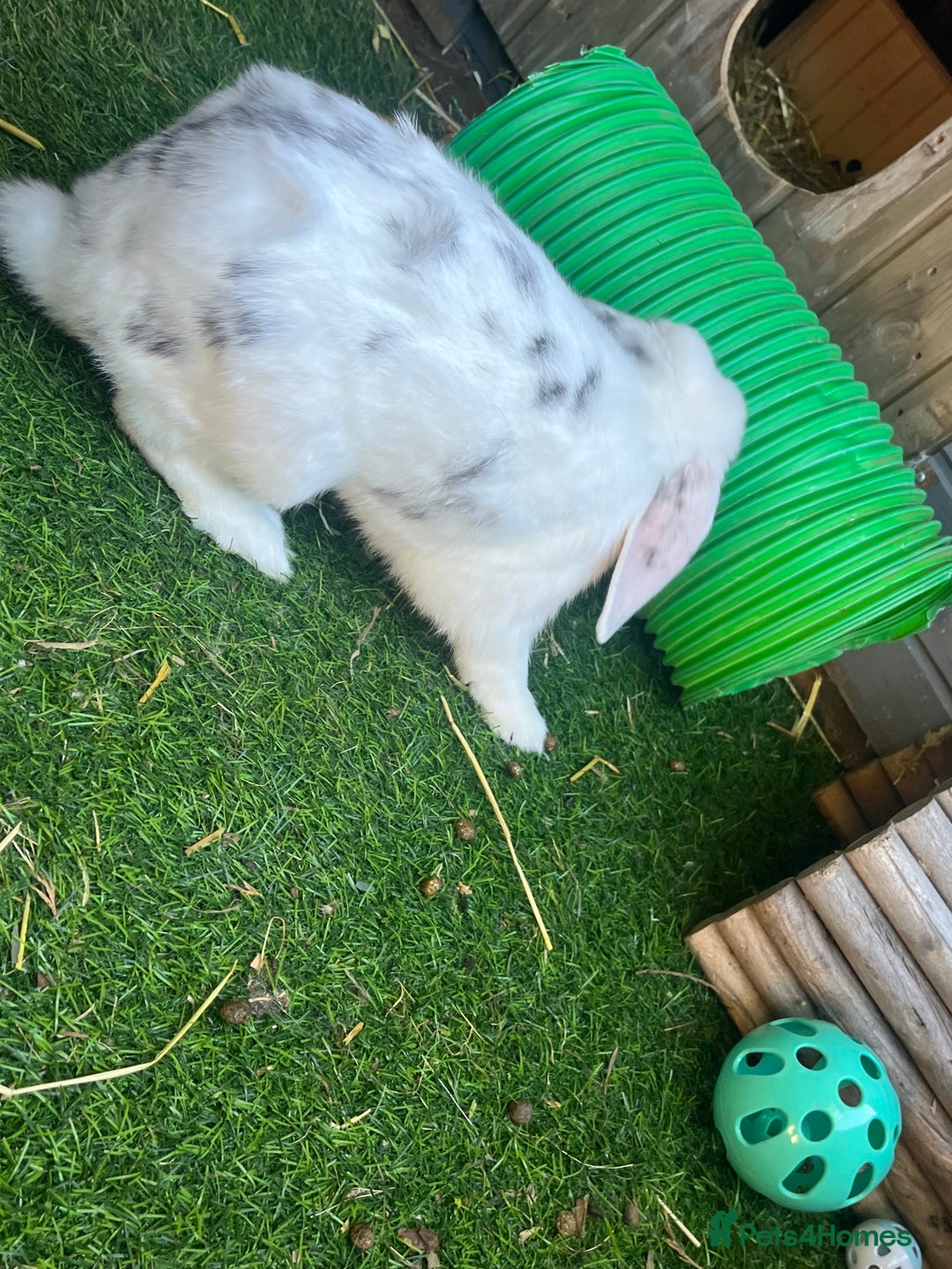 Mini Lop rabbits for sale: Male Rabbit  in Boston - Image 4