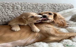 Cocker Spaniel dogs for sale: KC Registered working Cocker Spaniel Puppies  - Image 8