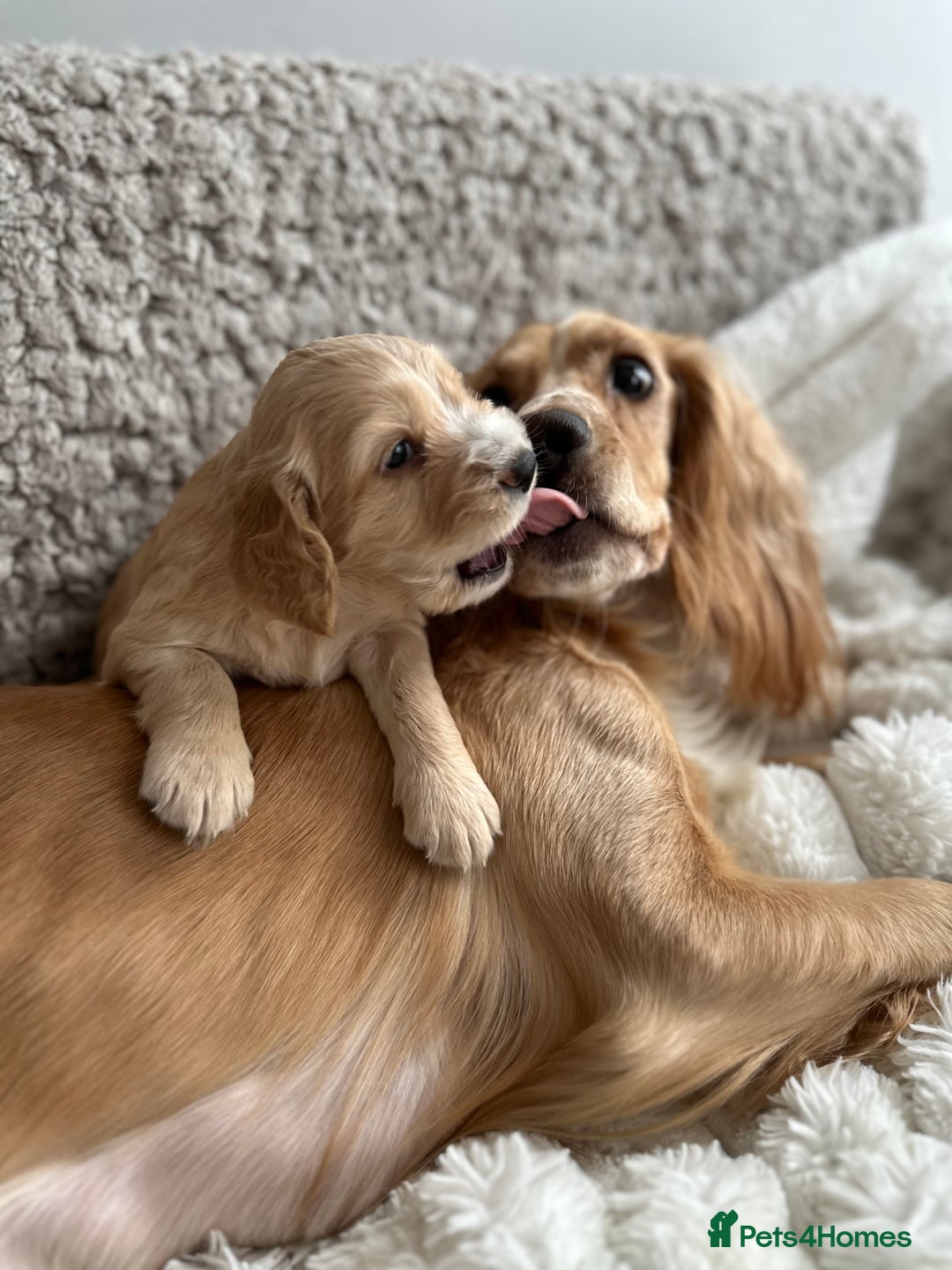 Cocker Spaniel dogs for sale: KC Registered working Cocker Spaniel Puppies  - Image 8