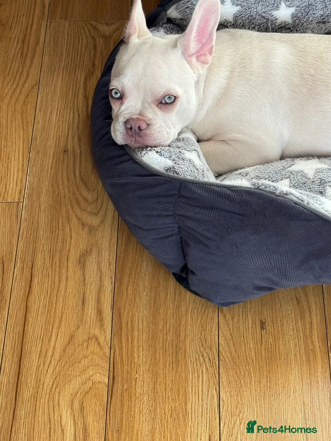 French Bulldog dogs for sale: Frenchie For Sale - Advert 1