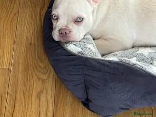 French Bulldog dogs Frenchie For Sale in Woodford Green - Advert 1