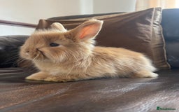 Mixed Breed rabbits for sale: Angora x Lionhead Female Looking For Home  - Image 18