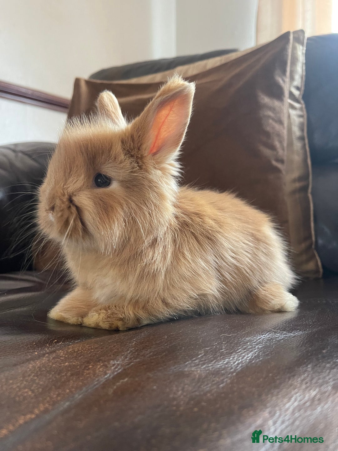 Mixed Breed rabbits for sale: Angora x Lionhead Female Looking For Home  - Image 18