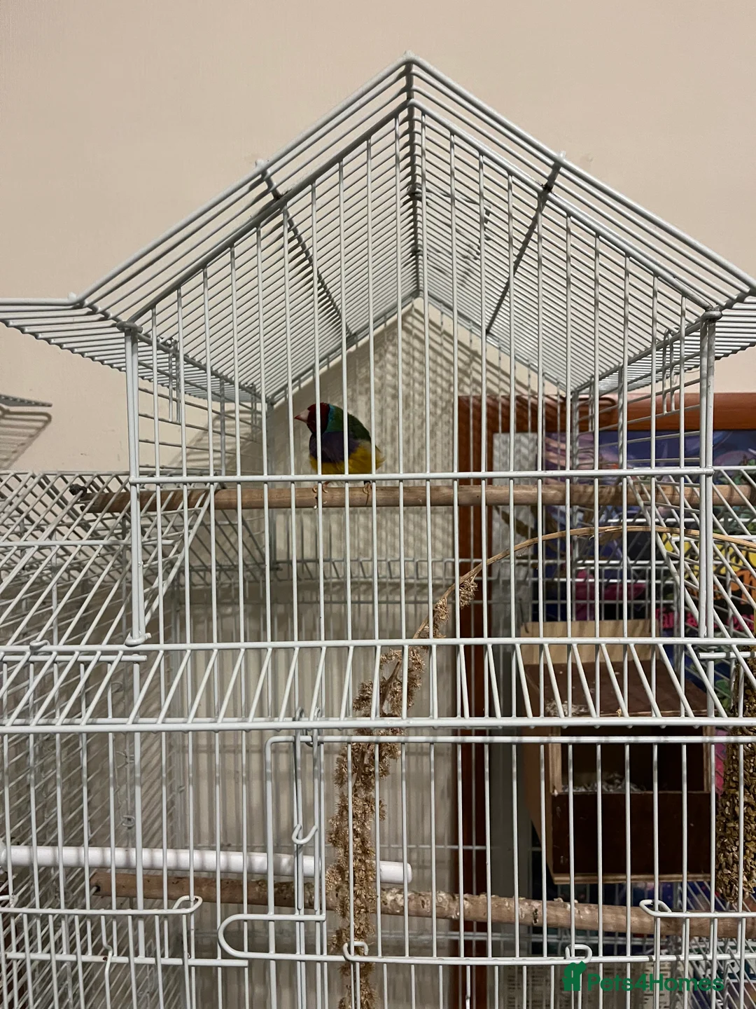 Finches birds for sale: Australian finches - Advert 5