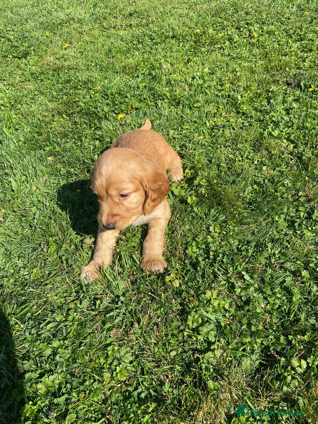 Cocker Spaniel dogs for sale: Cocker spaniel show type - Image 26