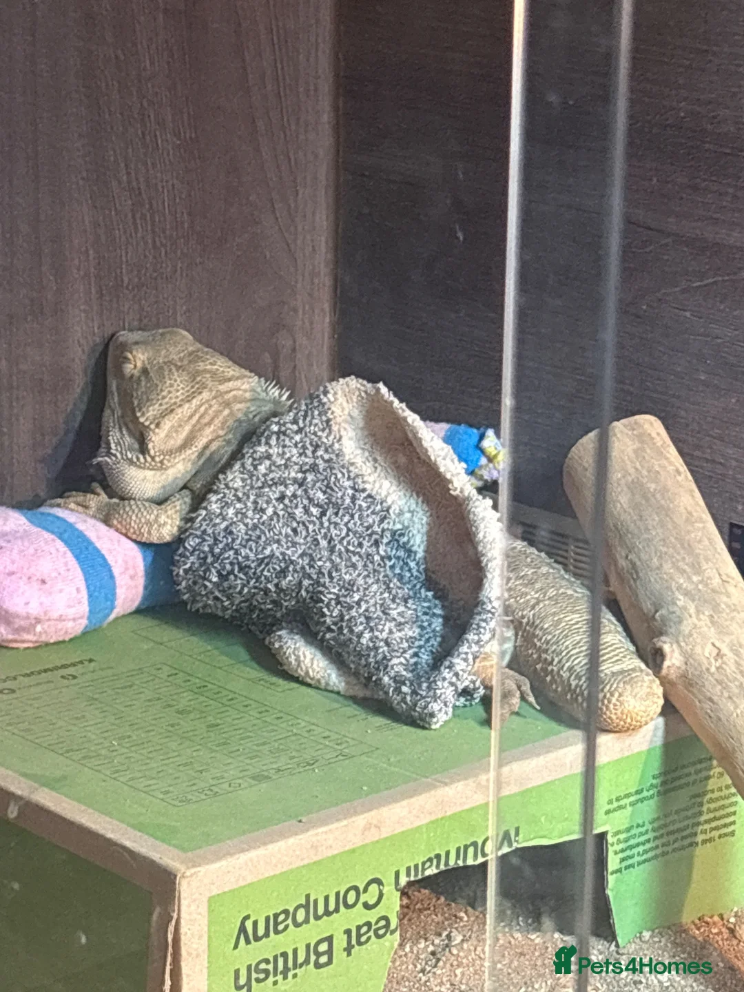 Bearded Dragon reptiles for sale: Breaded Dragon in Swindon - Advert 1