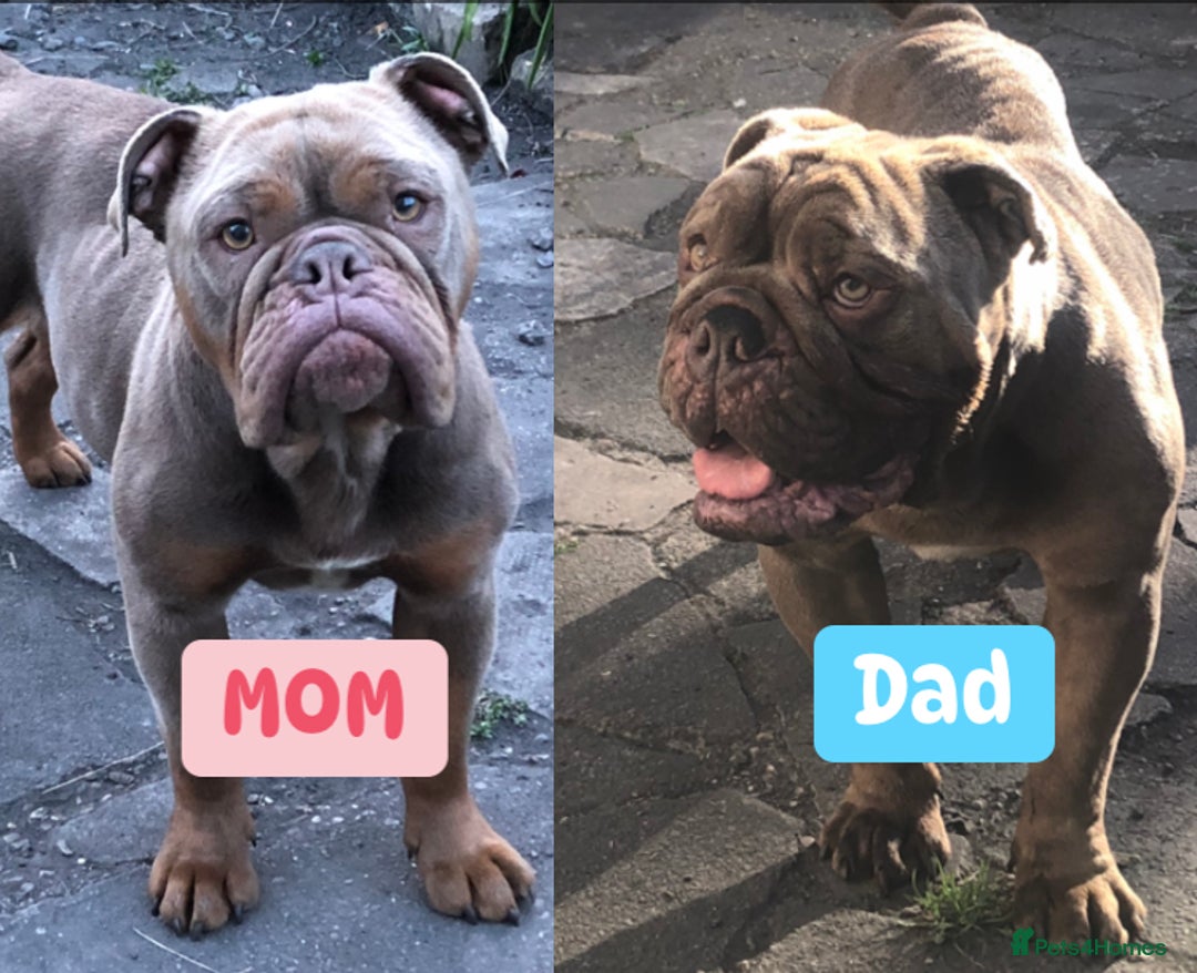English Bulldog dogs for sale: Isabella and tri English bulldog puppy’s  - Image 8