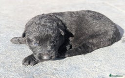 German Shepherd dogs for sale: Gorgeous Black German Shepherd Puppies. - Image 27