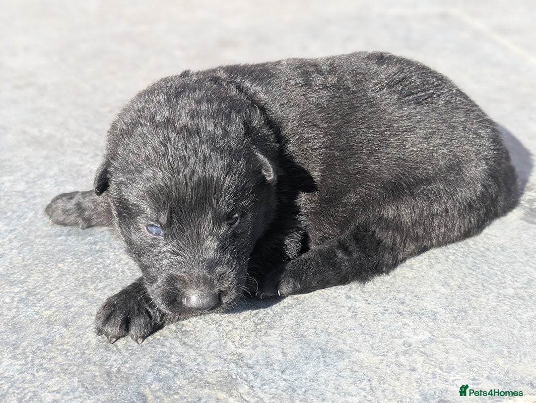 German Shepherd dogs for sale: Gorgeous Black German Shepherd Puppies. - Image 27