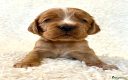 Cocker Spaniel dogs for sale: Full Health Tests KC Reg Showline Cocker Spaniels - Image 8