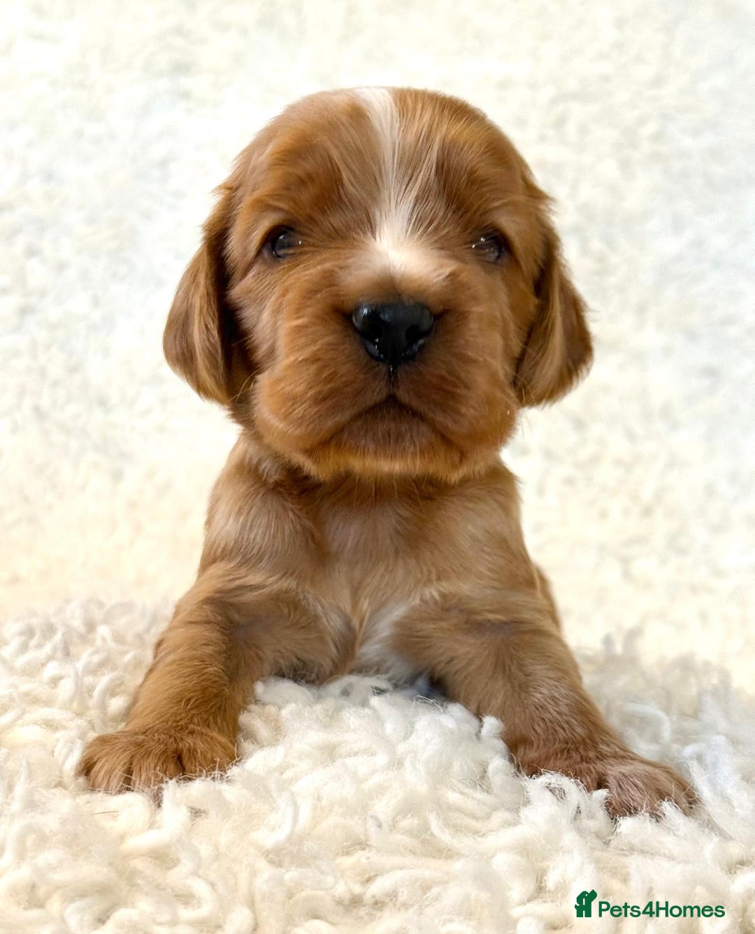 Cocker Spaniel dogs for sale: Full Health Tests KC Reg Showline Cocker Spaniels - Image 8