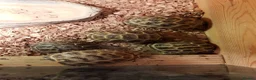 Tortoise reptiles for sale: Baby horsefield tortoise with full set up  - Advert 8