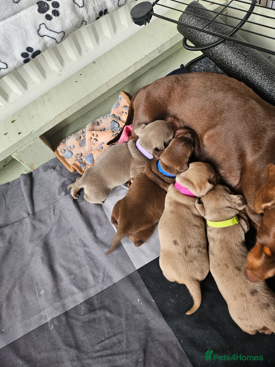 Miniature Dachshund dogs for stud: Miniature Daschund KC Registered PRA clear STUD  - Advert 15