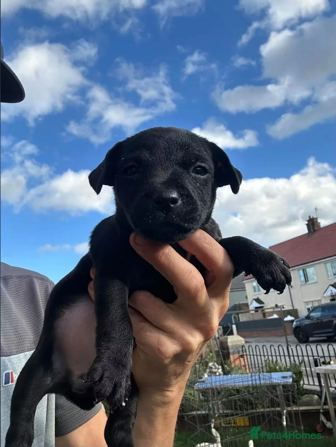 Jack Chi dogs for sale: Jack Russell X chihuahua terrier  - Advert 2
