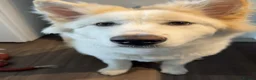 Akita dogs for sale: Female American Akita  - Advert 3