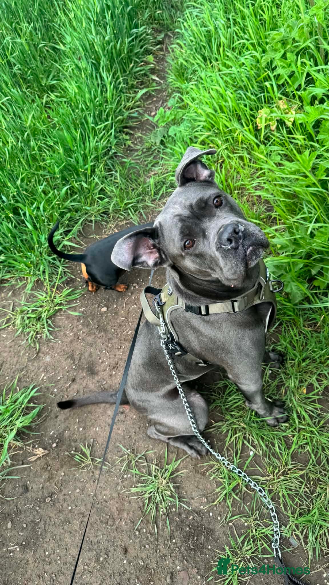 Cane Corso dogs Nahla  - Advert 6