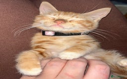 Mixed Breed cats for sale: Ginger female kitten - Image 2