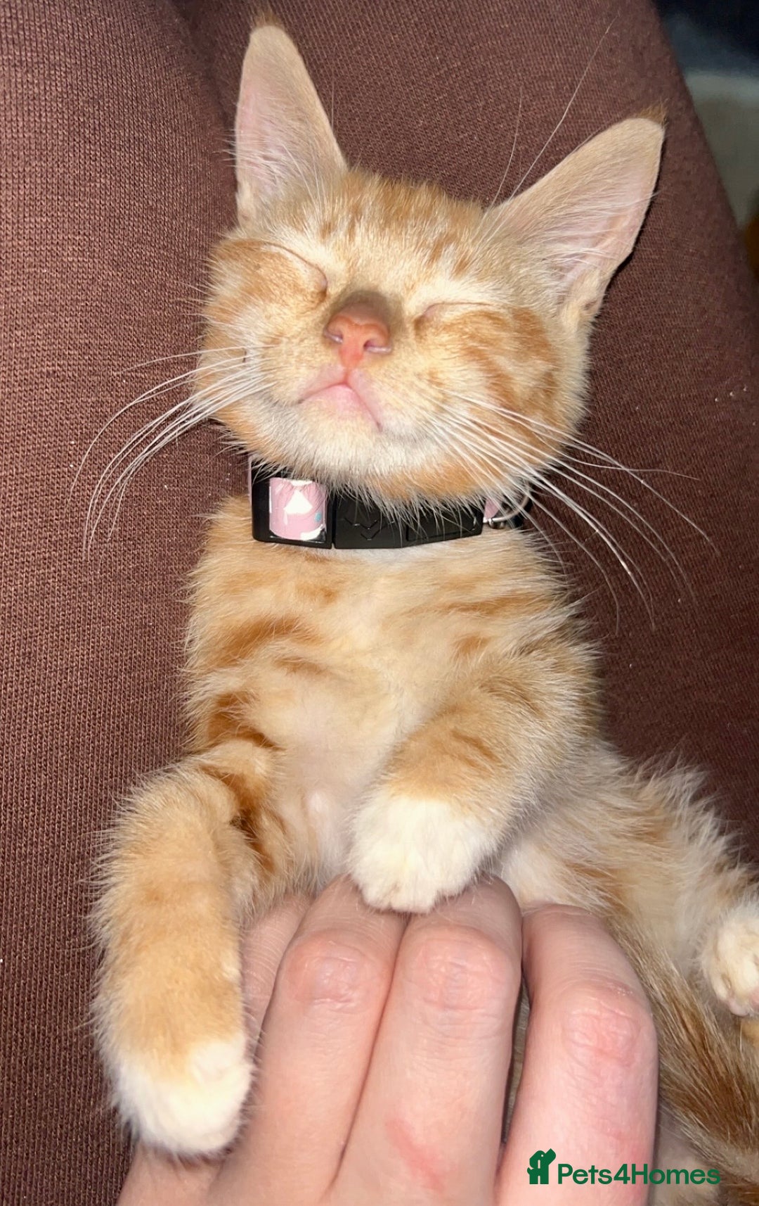 Mixed Breed cats for sale: Ginger female kitten - Image 2