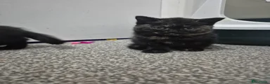 Coco