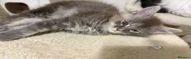 Maine Coon 3