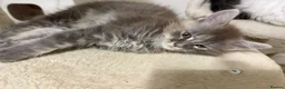 Maine Coon cats for sale: Stunning full breed Maine Coons ready now!  - Advert 2