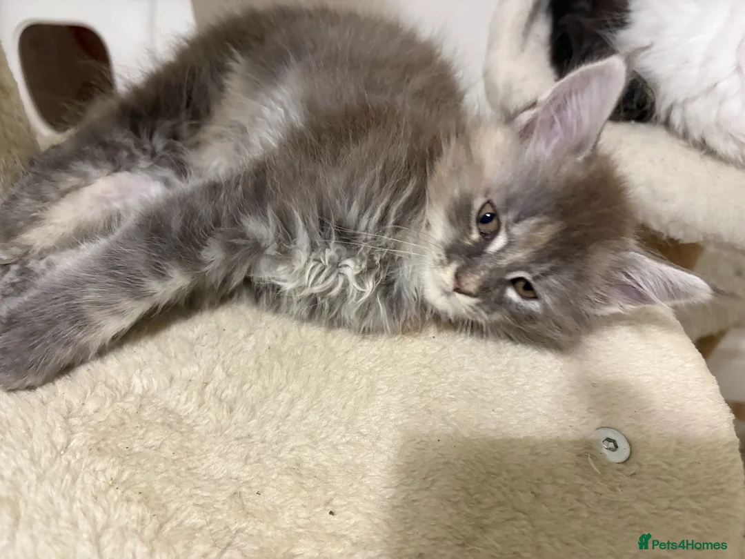 Maine Coon cats for sale: Stunning full breed Maine Coons ready now!  - Advert 2