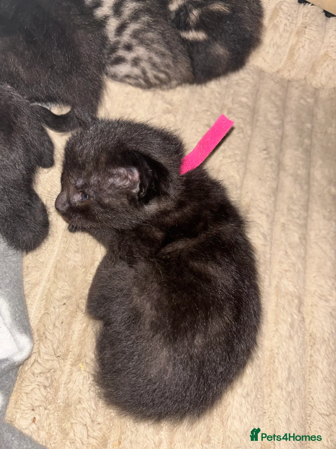 Mixed Breed cats for sale: mixed breed kitten for sale  - Advert 2