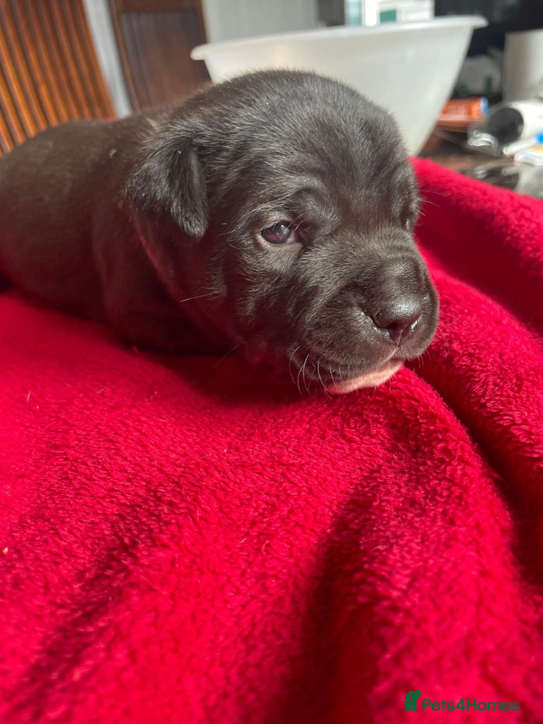 Staffordshire Bull Terrier dogs for sale: Mariusz  - Image 13