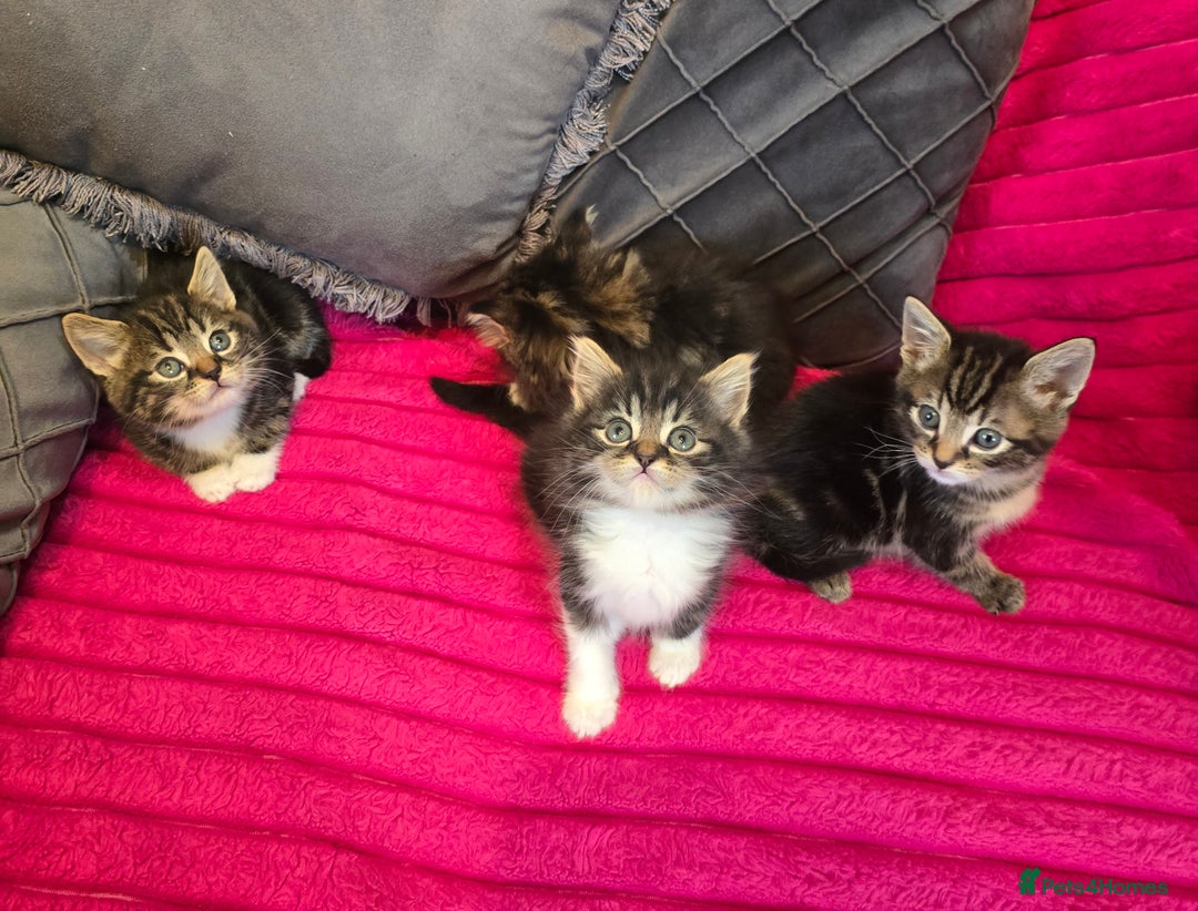 Siberian cats for sale: Adorable kittens Siberian mixt Maine Coon  - Image 6