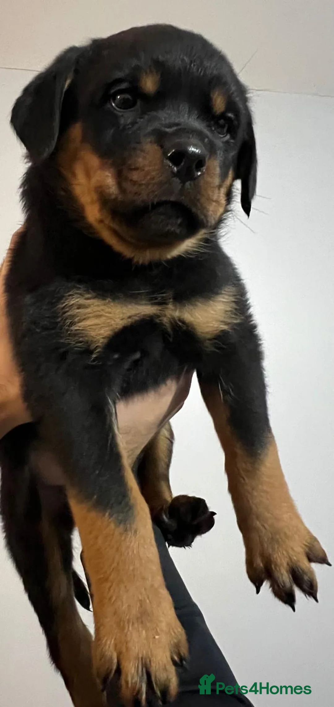 Rottweiler dogs for sale: KC REGISTERED ROTTWEILER PUPPIES  in Birmingham - Advert 2