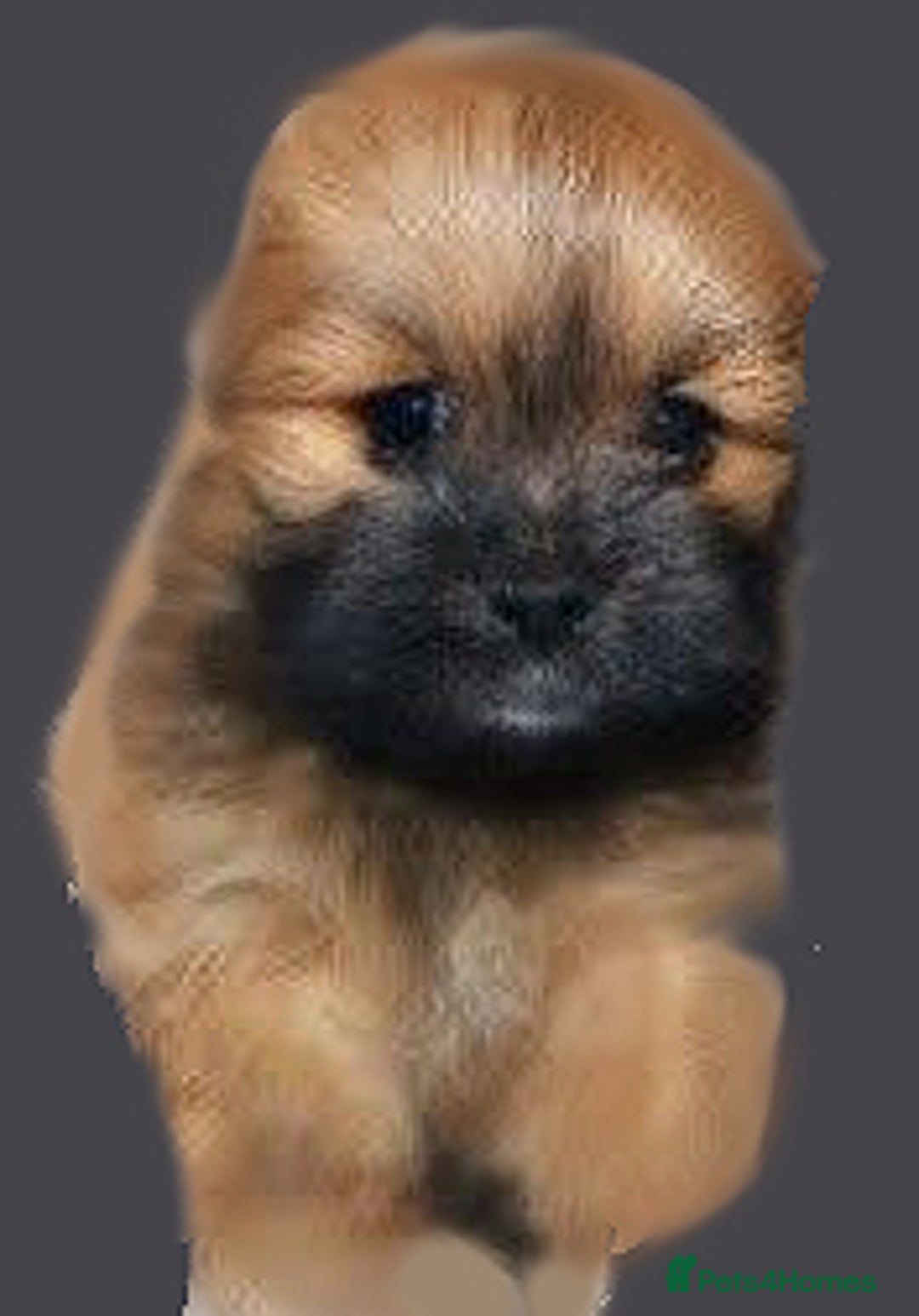 Lhasa Apso dogs for sale: KC Registered lhasa Apso puppies - Image 8