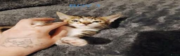 Mixed Breed cats for sale: Mixed colour kittens looking for their new homes - Advert 1
