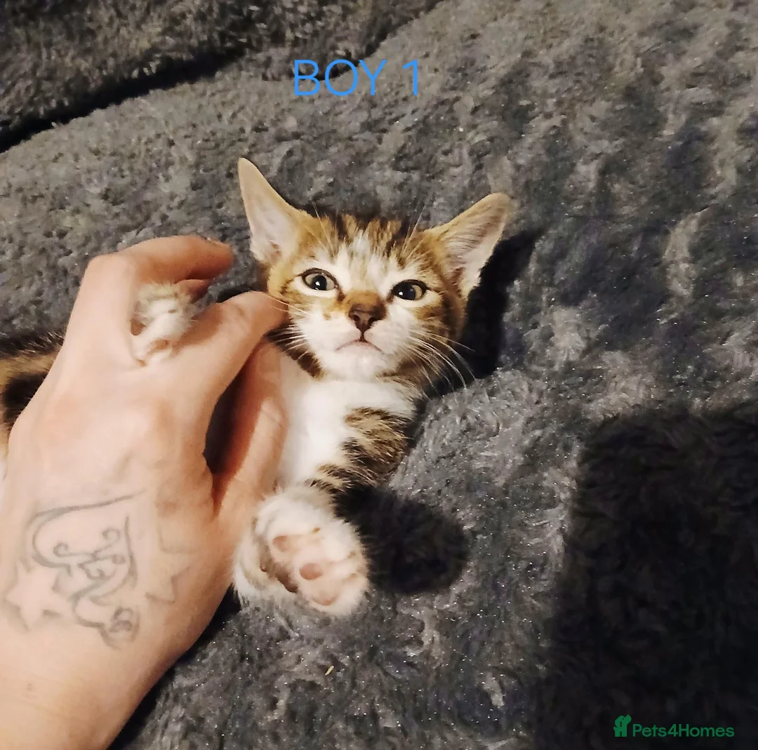 Mixed Breed cats for sale: Mixed colour kittens looking for their new homes - Advert 1