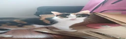 Mixed Breed cats for sale: 1 female kitten in Wantage - Advert 2