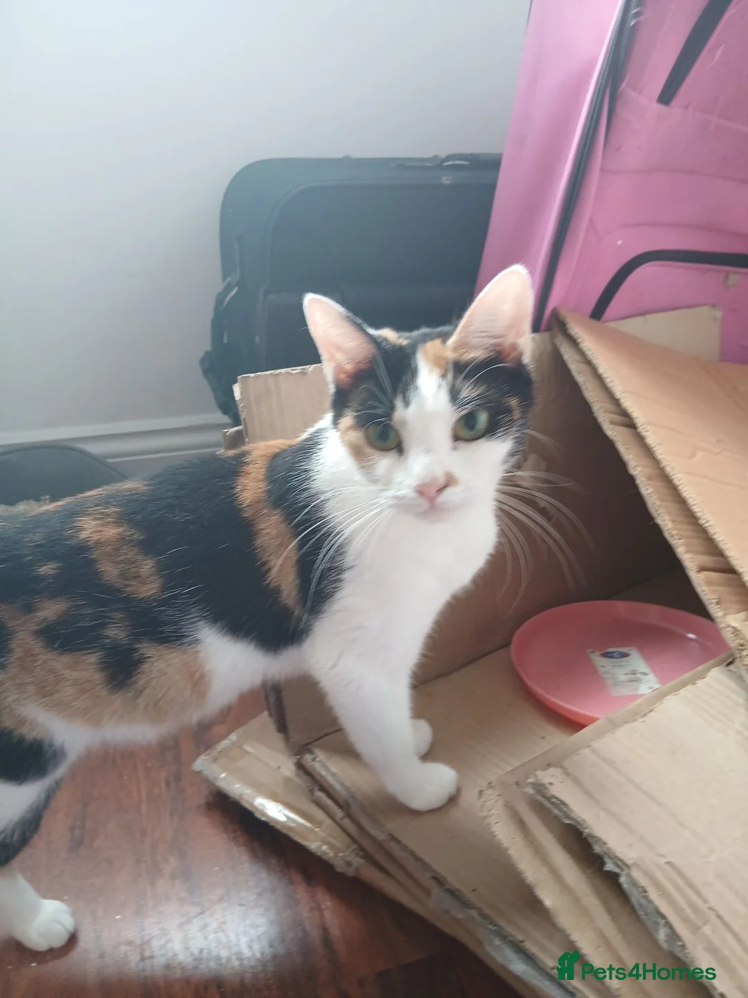 Mixed Breed cats for sale: 1 female kitten in Wantage - Advert 2