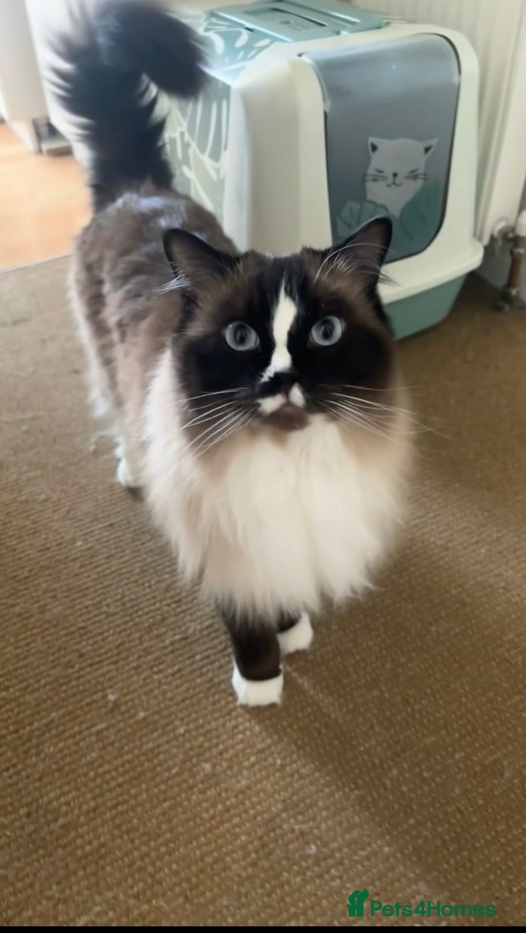 Mixed Breed cats for sale: Beautiful tabby x Ragdoll kittens for sale ! - Advert 23