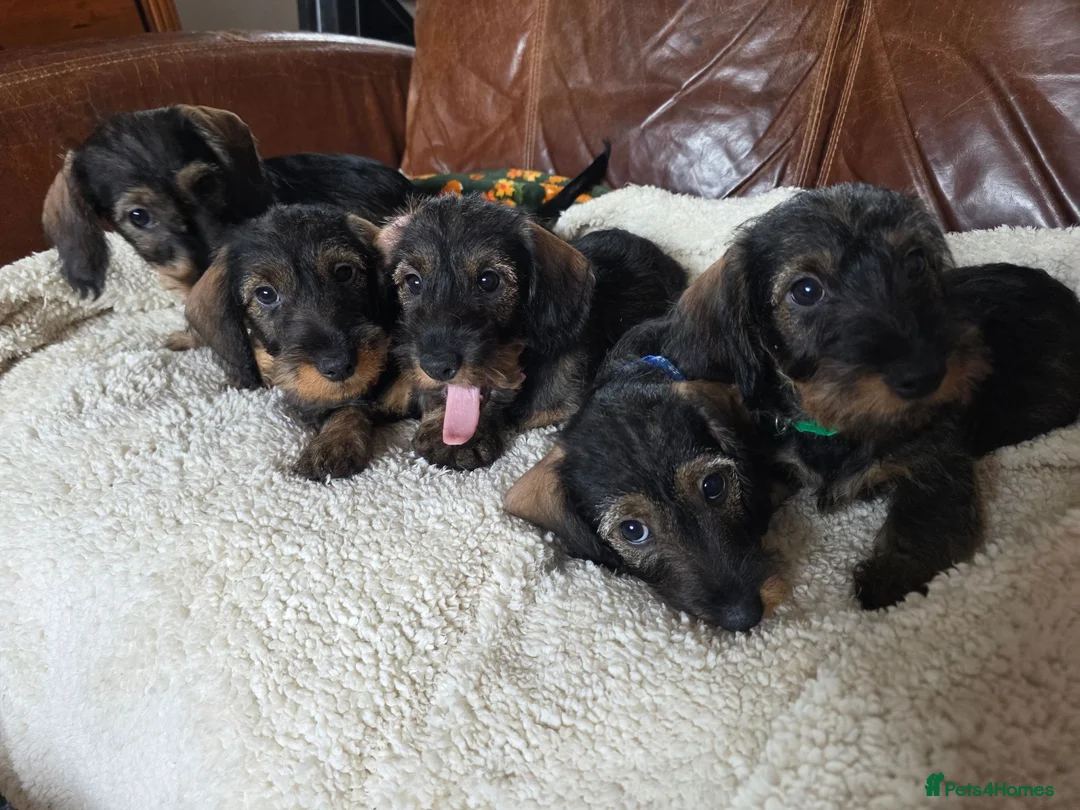 Miniature Dachshund dogs for sale: Five miniature Wire Haired Dachshund puppies - Advert 1
