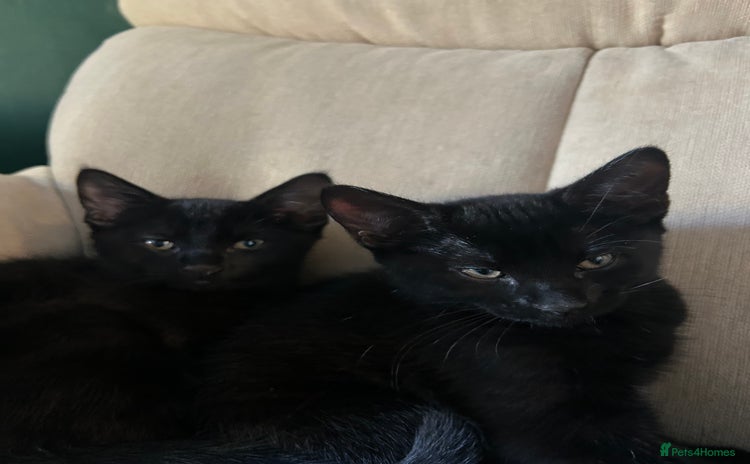 British Shorthair cats Two British shorthairs male black kittens - Advert 2