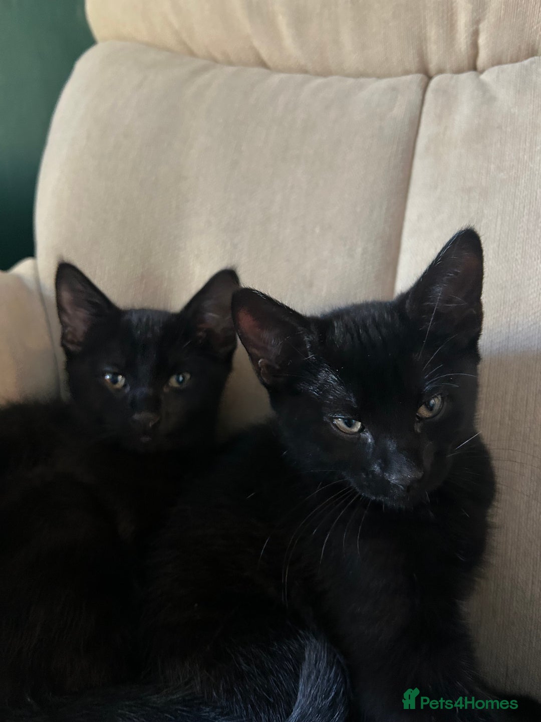 British Shorthair cats for sale: Two British shorthairs male black kittens - Advert 1