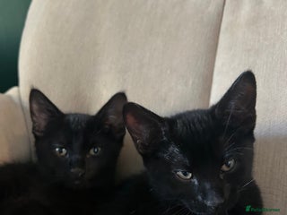British Shorthair cats Two British shorthairs male black kittens - Advert 3