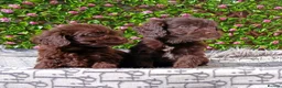 Cockapoo dogs for sale: FULLY VAX F1 COCKERPOOS H TESTED PARENTS  - Advert 4