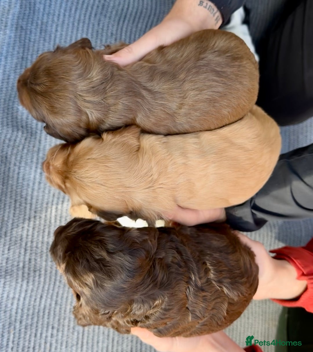 Cockapoo dogs for sale: F1BB Cockapoo Pups  - Image 5