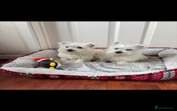 West Highland Terrier dogs for sale: 4 stunning west highland terrier puppies for sale - Image 1