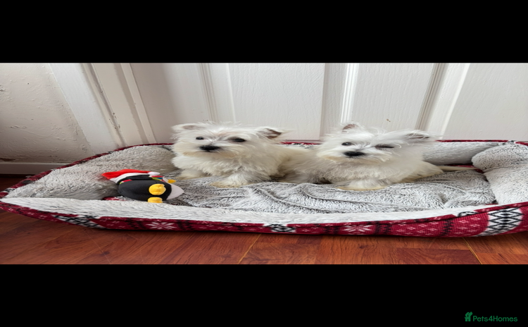 West Highland Terrier dogs - Advert 2
