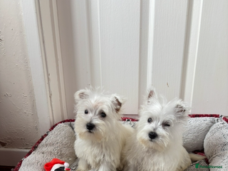 West Highland Terrier dogs - Advert 6
